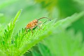 Acorn Weevil on a Stinging Nettle leaf in Touraine France