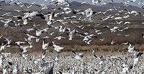 Rassemblement d'Oies des neiges et de Grues du Canada