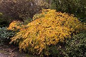 Japanese maple in a garden in autumn ; Acer palmatum var. dissectum
