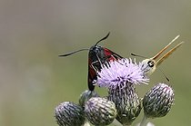 Zygène et Papillon butinant une fleur