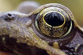 Close-up of the eye of an European Common Frog