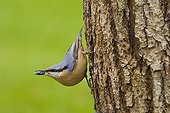 Wood Nuthatch on a trunk with seeds in the beak Lorraine 