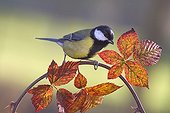 Great Chickadee  Burl autumn Lorraine France 
