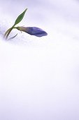 Periwinkle in the snow in March Doubs valley