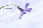 Periwinkle in the snow in March Doubs valley