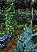 Coles  'Coeur de Boeuf' and  'Rouge tête Noire' and sorrel ; Scarlet Runner