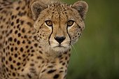Portrait of Cheetah in the Savannah Masai Mara Kenya