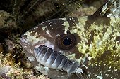 fish with with isopod parasites, Raja Ampat, Irian Jaya, West Papua, Pacific Ocean, Indonesia