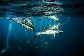 common dolphins and gannets hunting sardines, Wild Coast, Transkei, Southeast Africa, Indian Ocean, Mozambique