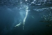 Cape Gannets hunting sardines, Wild Coast, Transkei, Southeast Africa, Indian Ocean, Mozambique