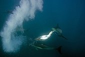 gannets and dolphins hunting sardines, Wild Coast, Transkei, Southeast Africa, Indian Ocean, Mozambique