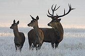 Stag Red deer & two hinds in frozen meadow Great Britain