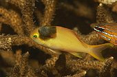 Isopod Parasit on Lyretail Anthia, Alor, Lesser Sunda Islands, Indo-Pacific, Indonesia