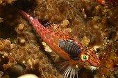 Isopod Parasit on Pixy Hawkfish, Alor, Lesser Sunda Islands, Indo-Pacific, Indonesia