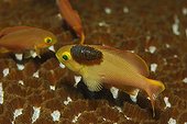 Anthias infested by Isopod, Alor, Lesser Sunda Islands, Indo-Pacific, Indonesia