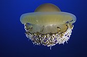 Mediterranean Jellyfish, Elba, Mediterranean Sea, Italy