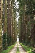 Giant sequoias bordering a path in Saône-et-Loire FRance