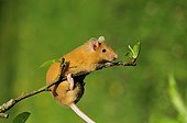Small House Mouse hung on a small branch of Apple-tree