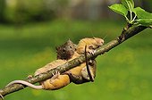 House Mouses hung on a small branch of Apple-tree