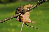 House Mouses hung on a small branch of Apple-tree