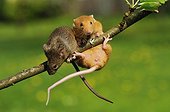 House Mouses hung on a small branch of Apple-tree