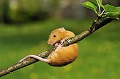 House Mouse hung on a small branch of Apple-tree