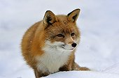 Red Fox in snow Hälsingland province Sweden