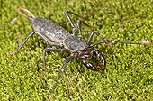 Whip scorpion Dominican republic