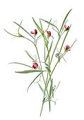 Grass pea fowers on white background