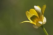 Button of Fig Buttercup opening in the sun