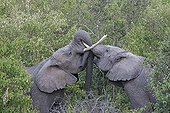 Elephant play fighting Masai Mara North Reserve Kenya