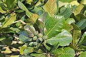 Country almond (Terminalia catappa) in Martinique