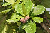 Country almond (Terminalia catappa) in Martinique