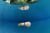 Mastigias Jellyfish Rock Islands Palau Micronesia