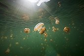 Mastigias Jellyfishes Jellyfish lake Palau Micronesia