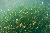 Mastigias Jellyfishes Jellyfish lake Palau Micronesia