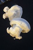 Mastigias Jellyfishes Jellyfish lake Palau Micronesia