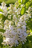 White Lilac 'Madame Lemoine' Provence France