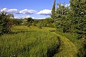 Trail in tall grass Provence France