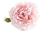Pink rose and bud on white background
