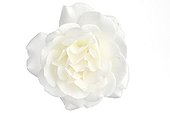 White rose 'Iceberg' on white background