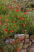 Poppies flowers on old stone wall Provence France