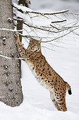 European lynx in snow National Park Bavarian Forest Germany