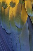 Scarlet macaw plumage Brazil