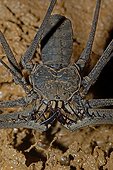 Whip Spider on ground French Guiana