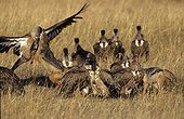 Jackal protecting his prey to vultures Masai Mara Kenya