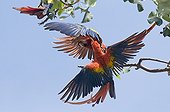 Scarlet macaw fighting upside down Pacific Coast Costa Rica