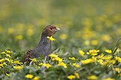 Grey partridge amongst  lesser celandines Great Britain