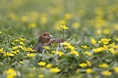 Grey partridge amongst  lesser celandines Great Britain