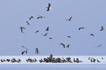 Rassemblement de rapaces sur la neige Hokkaido Japon